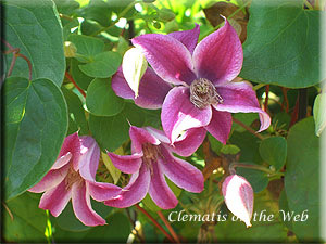 Clematis photograph