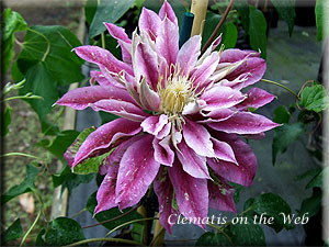 Clematis photograph