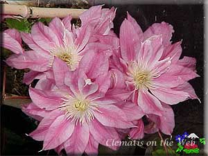 Clematis photograph