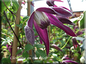 Clematis photograph