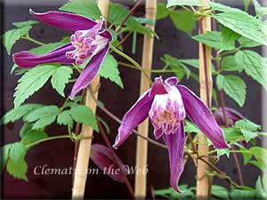 Clematis photograph