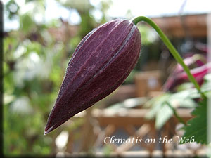 Clematis photograph