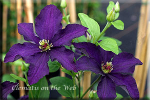 Clematis photograph