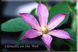 Clematis photograph