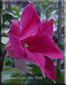 Clematis photograph