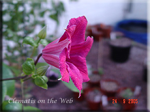 Clematis photograph