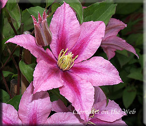 Clematis photograph