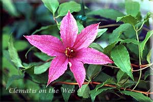 Clematis photograph