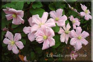 Clematis photograph