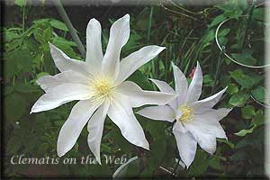 Clematis photograph