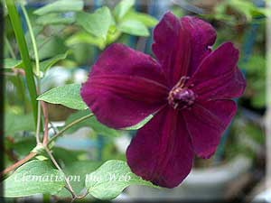 Clematis photograph