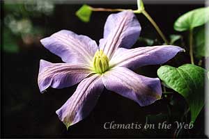 Clematis photograph