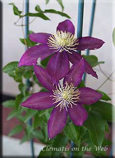 Clematis photograph