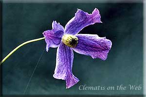 Clematis photograph