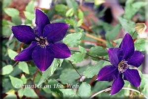 Clematis photograph