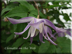 Clematis photograph