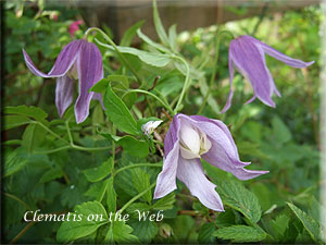 Clematis photograph