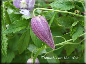 Clematis photograph