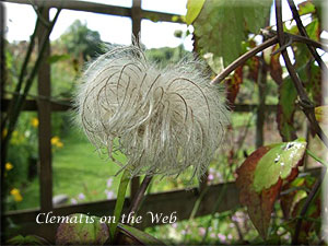 Clematis photograph