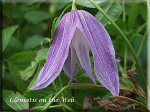 Clematis photograph