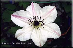 Clematis photograph