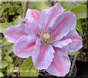 Clematis photograph