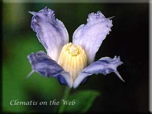 Clematis photograph