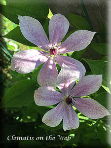 Clematis photograph