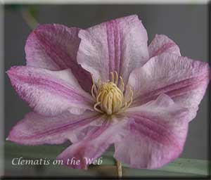 Clematis photograph