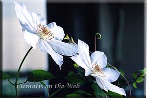 Clematis photograph