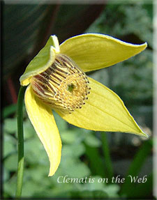 Clematis photograph