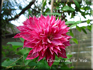 Clematis photograph