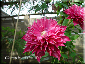 Clematis photograph