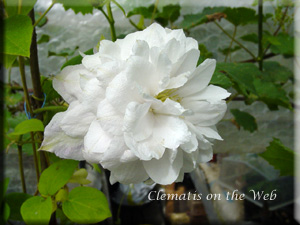 Clematis photograph