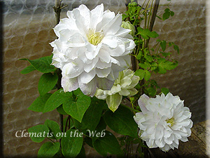 Clematis photograph