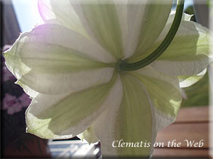 Clematis photograph