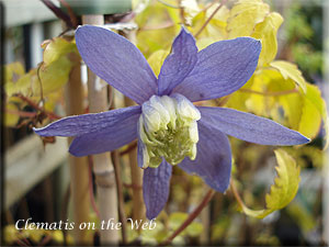 Clematis photograph