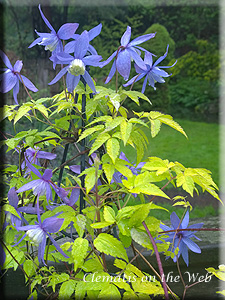 Clematis photograph