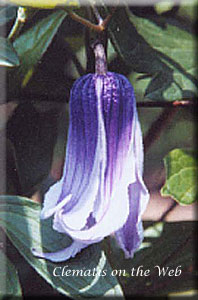 Clematis photograph