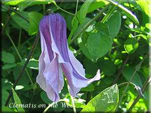 Clematis photograph