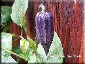 Clematis photograph