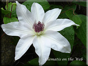 Clematis photograph