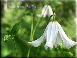 Clematis photograph