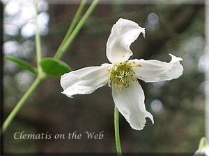 Clematis photograph