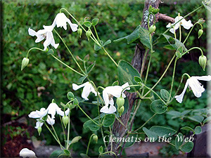 Clematis photograph