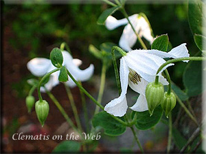 Clematis photograph