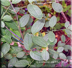 Clematis photograph