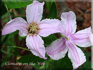 Clematis photograph