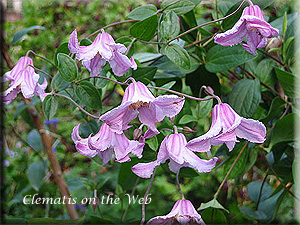 Clematis photograph