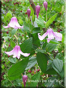 Clematis photograph